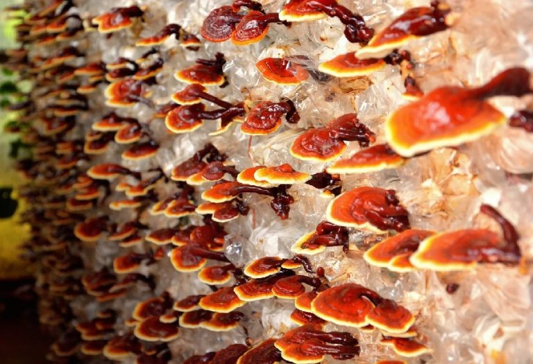 El reishi: un nuevo superalimento