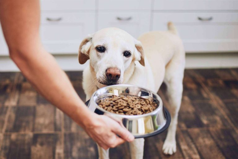 ¿Es la dieta BARF una comida natural para perros?