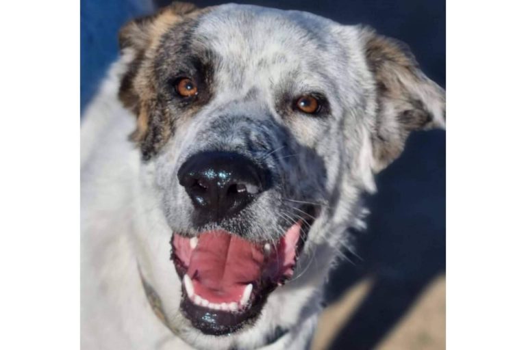 ¿La guardería canina es buena para los perros con ansiedad por separación?, según PERROBUENO