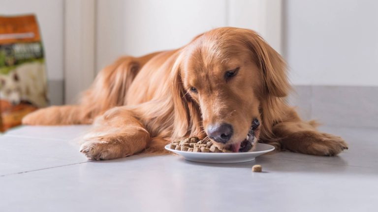 Pienso para perros, ¿qué es realmente eso?