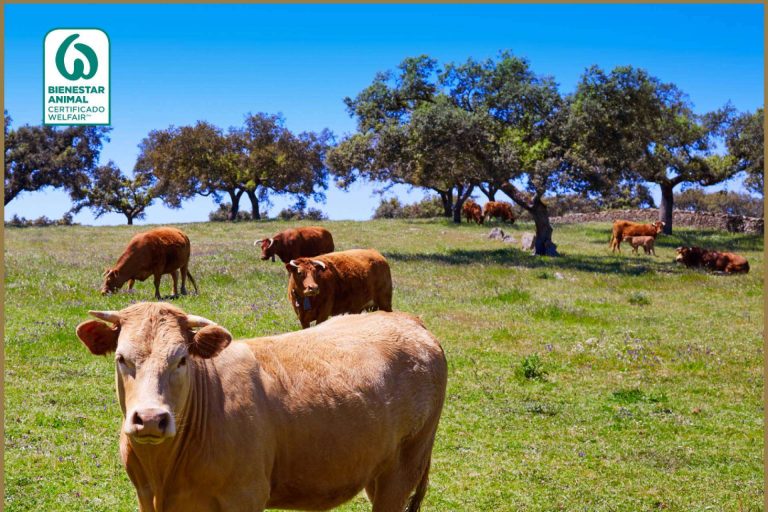 Ovipor, calidad y tradición en jamones y embutidos 100% ibéricos de bellota