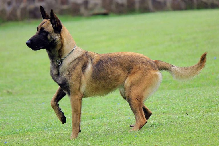 Mooiza flex, un producto especial para las articulaciones de perros