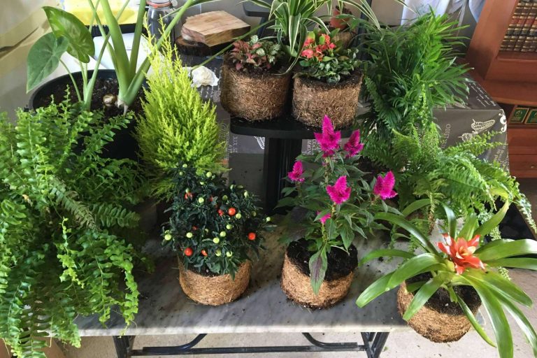 Un regalo ecológico y original para el día de los enamorados, sorprender a la pareja y cuidar el planeta de la mano de Biosolvit Spain