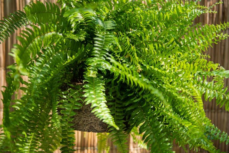 Contribuir a un mundo verde con Xaxim Pots, un emprendimiento de Biosolvit Spain