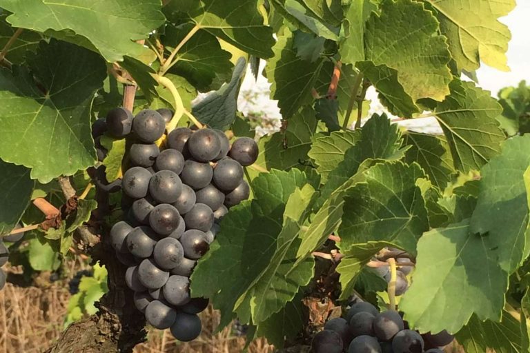 3.10 Celler, el emprendimiento español que ha revolucionado el mundo vinícola