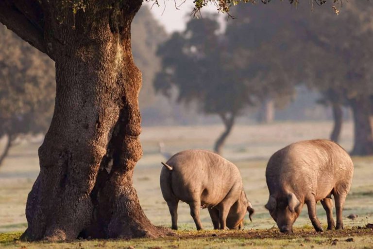Tradición artesana en jamones ibéricos de gran calidad con La Abadía