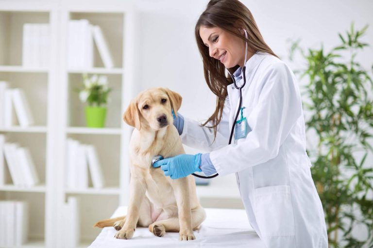 1 Click Vet, el equipo de profesionales veterinarios contrastados
