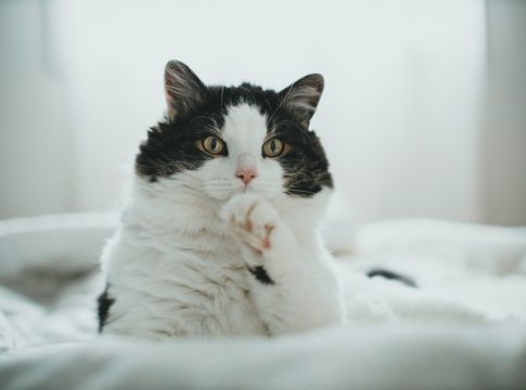 Enfermedades que podrían matar a tu gato Enfermedades que podrían matar a tu gato