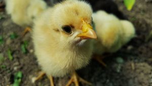 pollito
