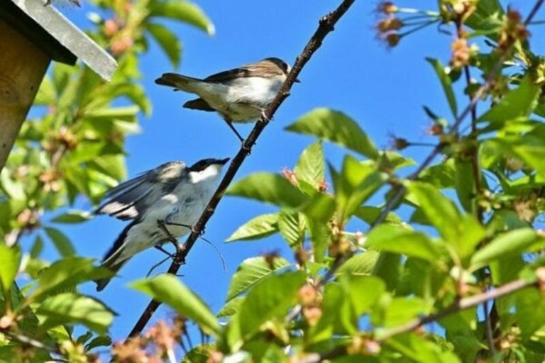 Un estudio de CSIC demuestra que algunas plumas se tornan blancas con la edad