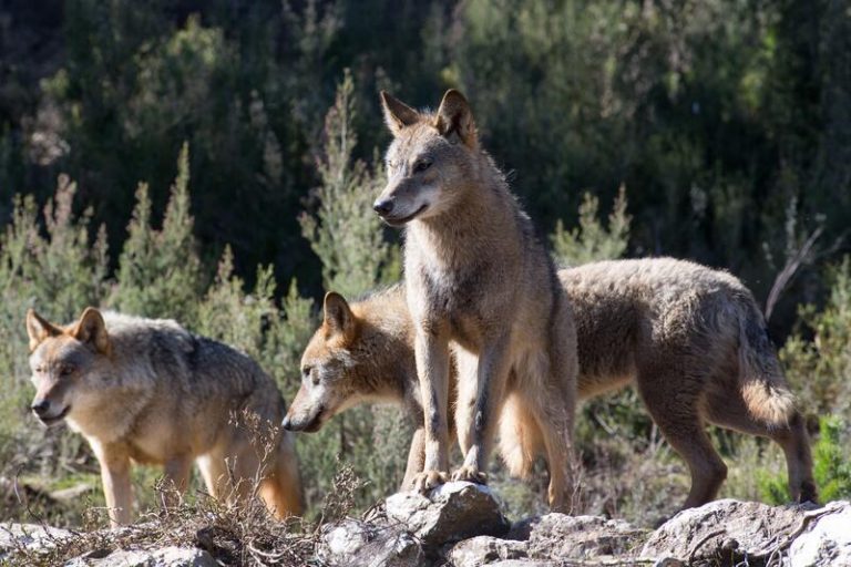 El TSJC desestima el recurso de la Asociación de Conservación del Lobo contra el Plan de Gestión de Cantabria de 2019
