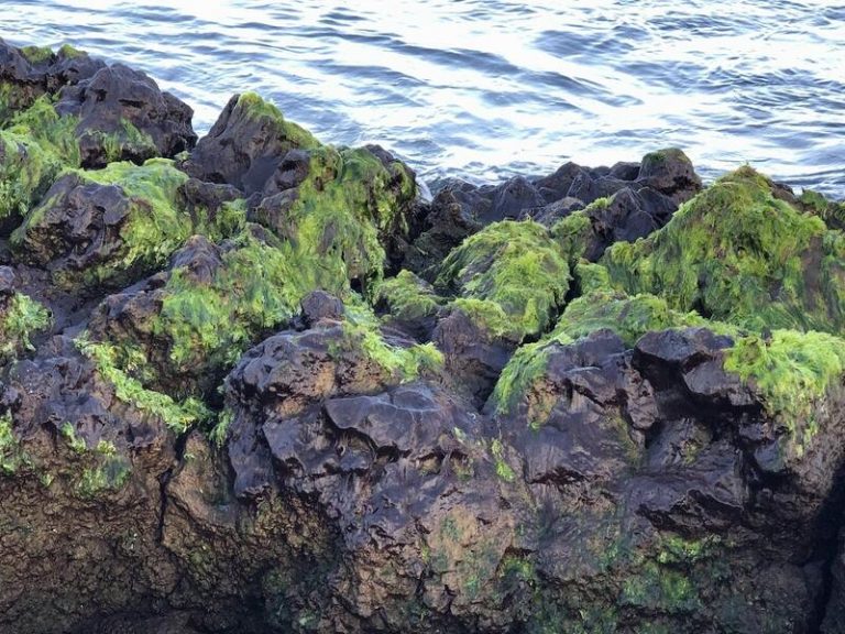 La vida marina vuelve a resurgir en los deltas lávicos de La Palma