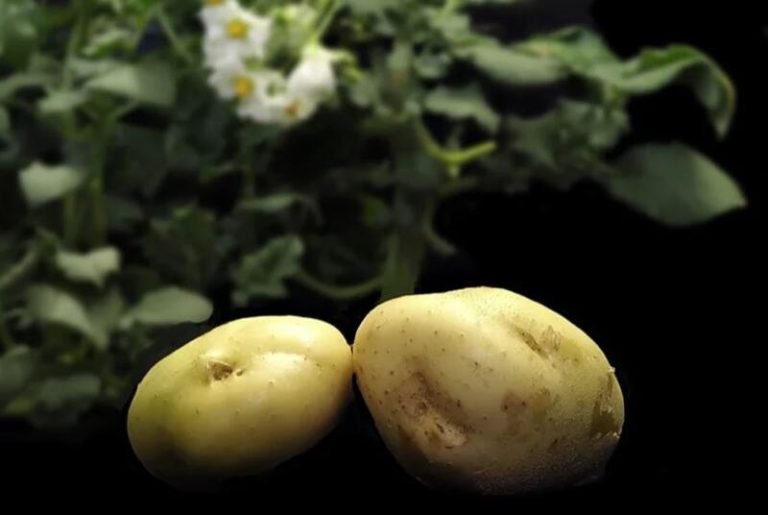 Científicos alemanes descifran por primera vez el complejo genoma de la patata