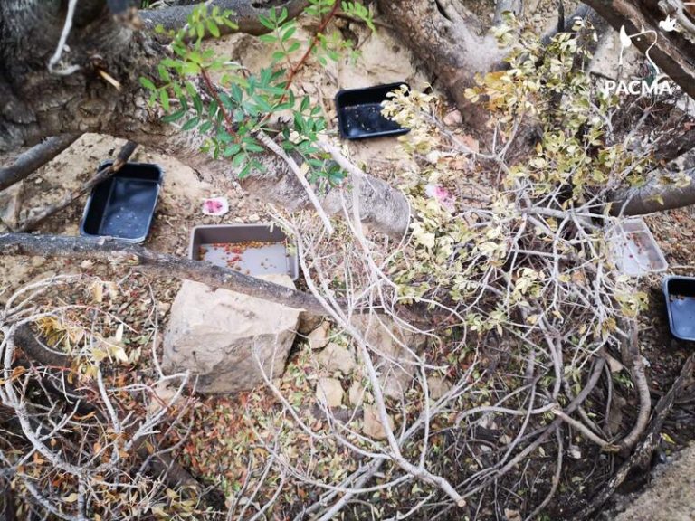 Pacma denuncia el envenenamiento de una colonia de casi 100 gatos en Benidorm con paquetes de raticida