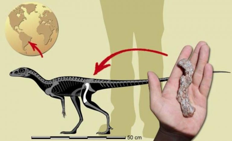 Hallado en Brasil el precursor de dinosaurio más antiguo de Sudamérica