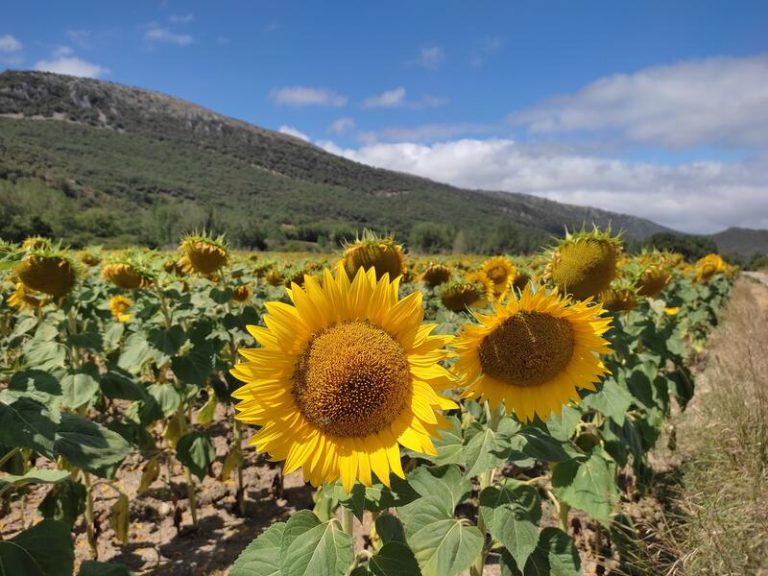 Facua avisa de que limitar el número de unidades de aceite de girasol que se puede comprar es ilegal