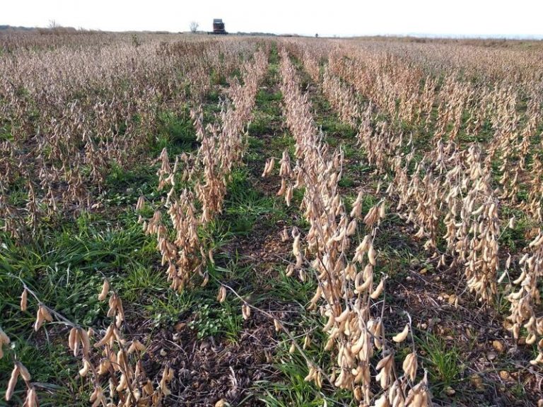 Cada europeo medio consume cerca de 61 kilos de soja al año, de los que el 90% es pienso para animales