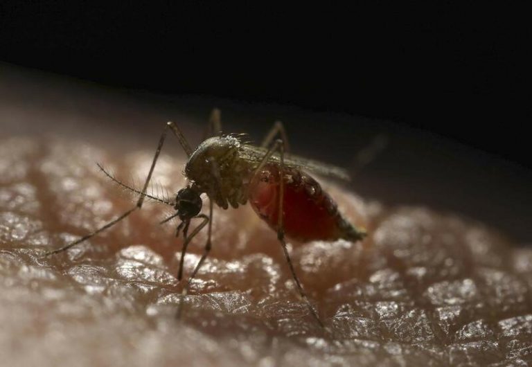 Canarias implanta un protocolo en La Palma para buscar al mosquito invasor 'Aedes Aegypti' tras descubrir dos larvas