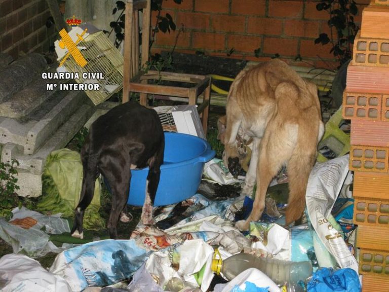 La Guardia Civil de Oviedo investiga a un hombre y una mujer como supuestos autores de un delito de abandono de animales