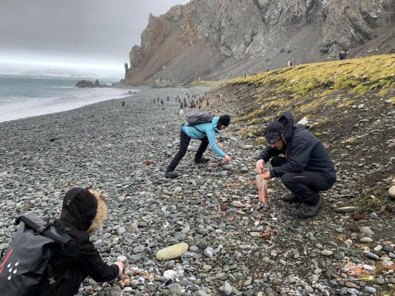 Investigadores de la UC analizan el papel ecológico de los pingüinos en la Antártida
