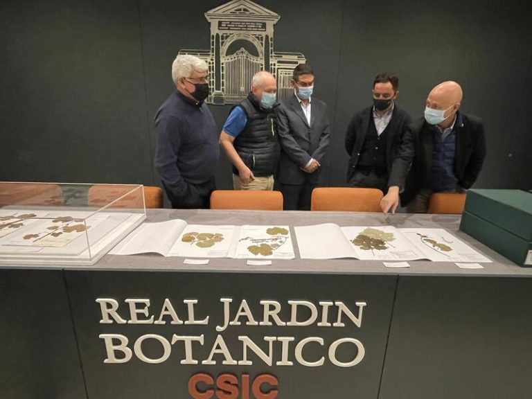 El Real Jardín Botánico y el IMIDRA presentan una colección de 200 variedades de vid