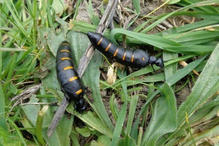 Una investigación de la Rey Juan Carlos sitúa geográficamente una nueva especie de escarabajo