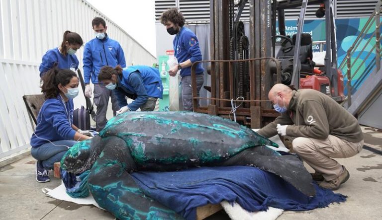 Una tortuga laúd de 230 kilos se recupera en el Oceanogràfic y volverá al mar