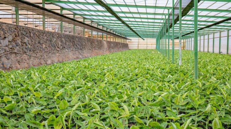 Bruselas activa el fondo de crisis del que los agricultores españoles recibirán 64,5 millones