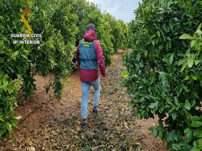 Detenido un hombre en Llíria por injertar más de 3.600 mandarinos de forma ilícita en varias parcelas