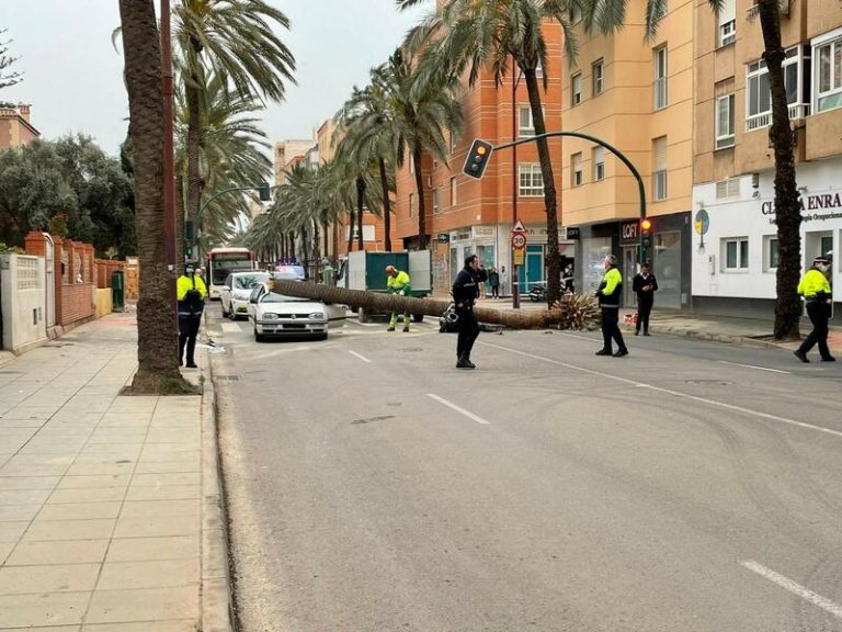 Un juez ordena la intervención de la palmera que provocó la muerte de dos conductores en Almería