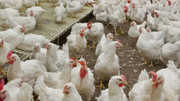 Castilla y León ha detectado hasta el momento 14 focos de gripe aviar