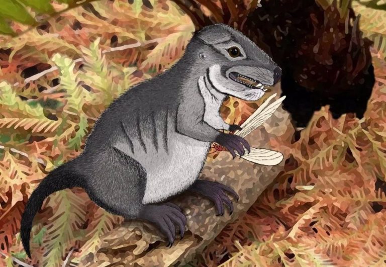 Cientos de nuevas especies de mamíferos esperan ser encontradas