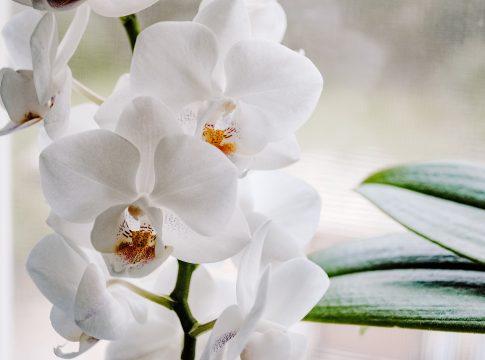 Cómo sacar una nueva orquídea de un tallo con flores (8) Cómo sacar una nueva orquídea de un tallo con flores