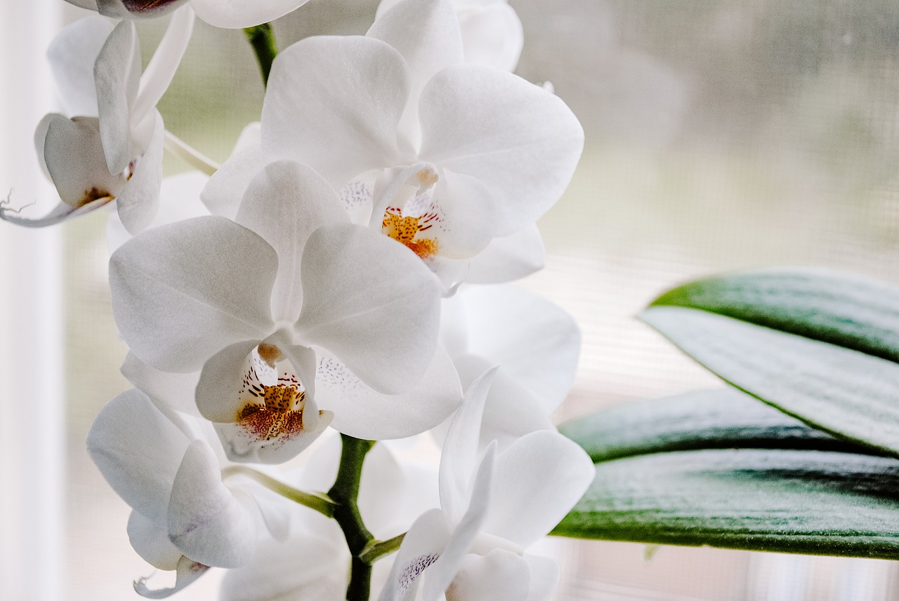 Cómo sacar una nueva orquídea de un tallo con flores (8) Cómo sacar una nueva orquídea de un tallo con flores