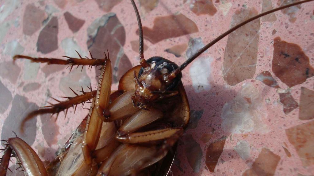 Dile adios a las cucarachas de la cocina con estas plantas 10
