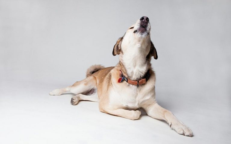 El motivo por el que no debes ladrar a tu perro