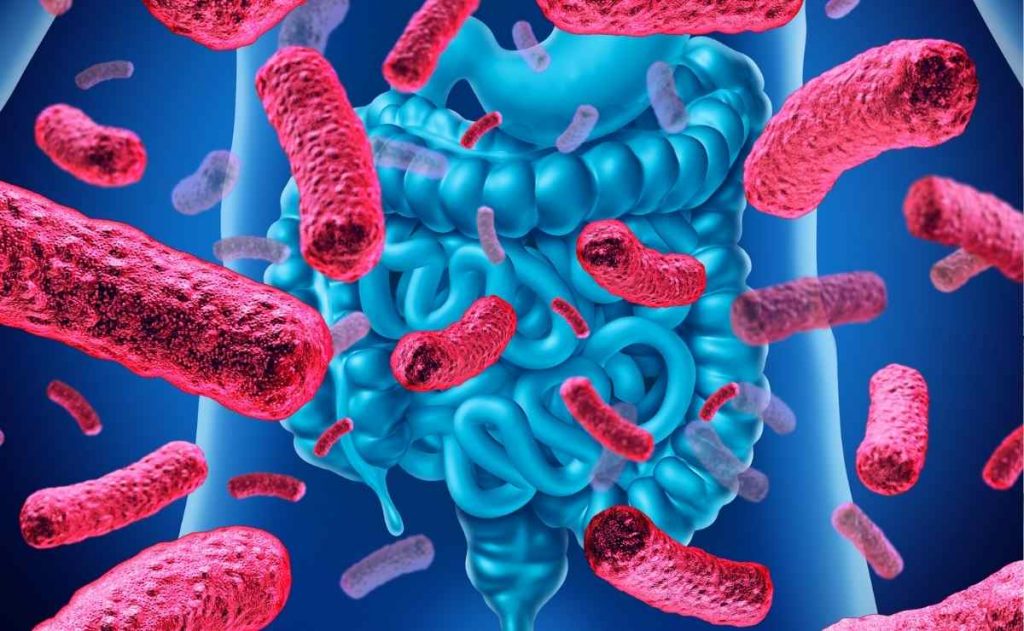 El probiótico que debes tomar para que los antibióticos hagan efecto 67 Recomendación para tomar antibióticos y probiótico