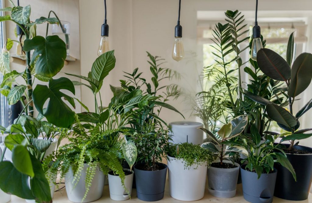 Plantas de interior que te ayudan a dormir mejor