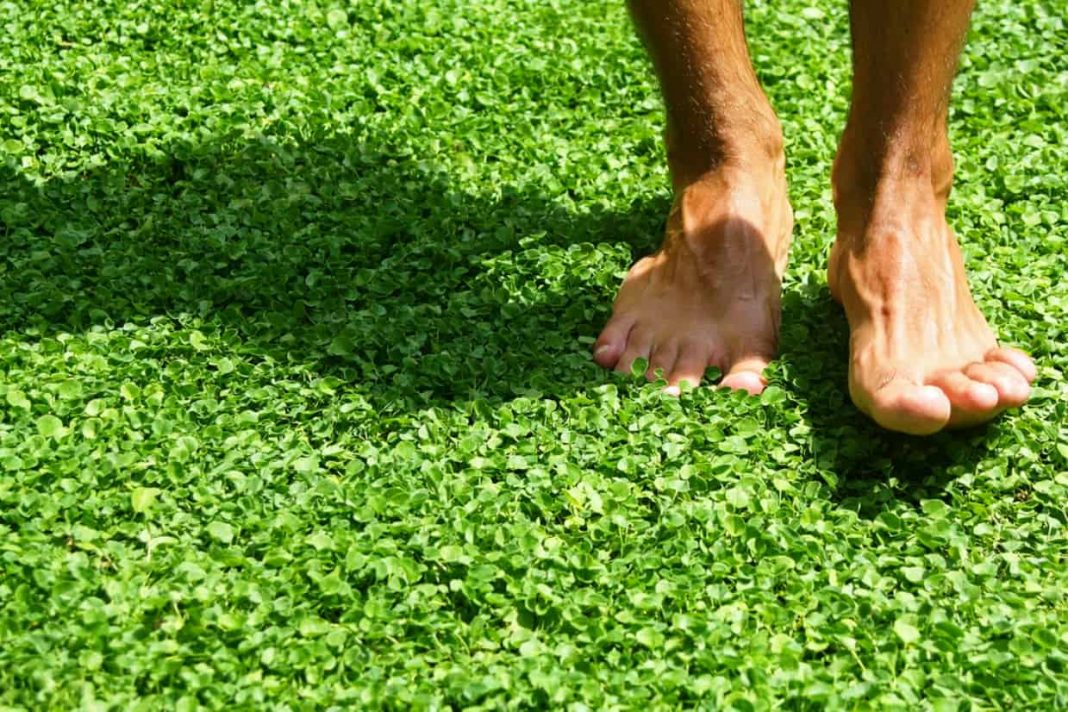 La alternativa al césped para no tener que cortar ni regar