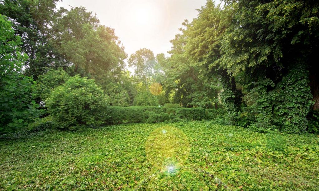 La alternativa al césped para no tener que cortar ni regar