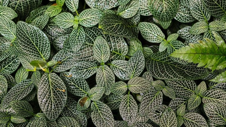 Los tres fondos de Lonvia Capital pasan a estar clasificados en el artículo nueve del SFDR