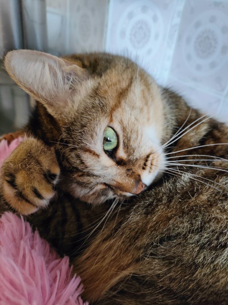 Diez artilugios de Aliexpress que te vendrán muy bien si tienes animales en casa