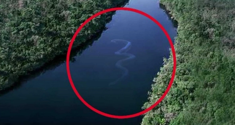 10 fotos que te harán dudar de nadar en el mar