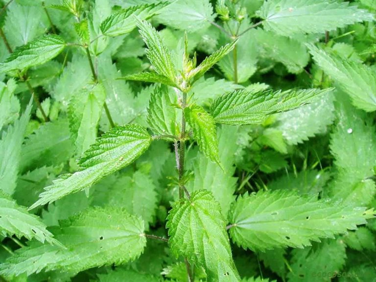 Todo lo que puedes hacer con la ortiga