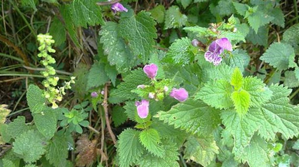 ¿Qué es la ortiga?