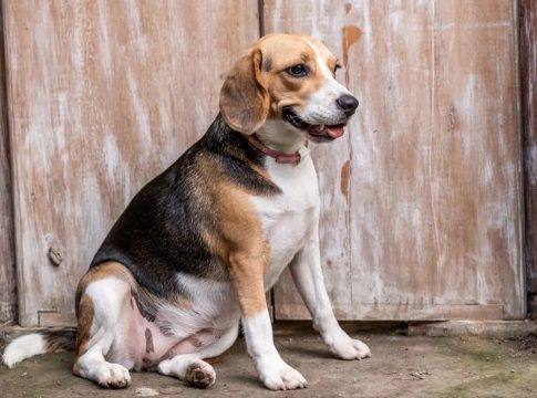 Un juzgado de Barcelona desestima las cautelarísimas para suspender el experimento con Beagles
