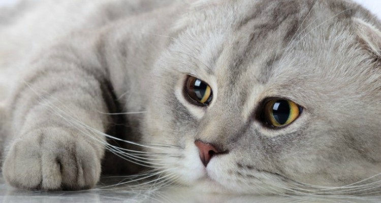 Estos 10 errores que cometes diariamente que reducen la vida de tu mascota