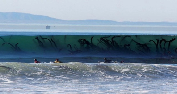 10 fotos que te harán dudar de nadar en el mar