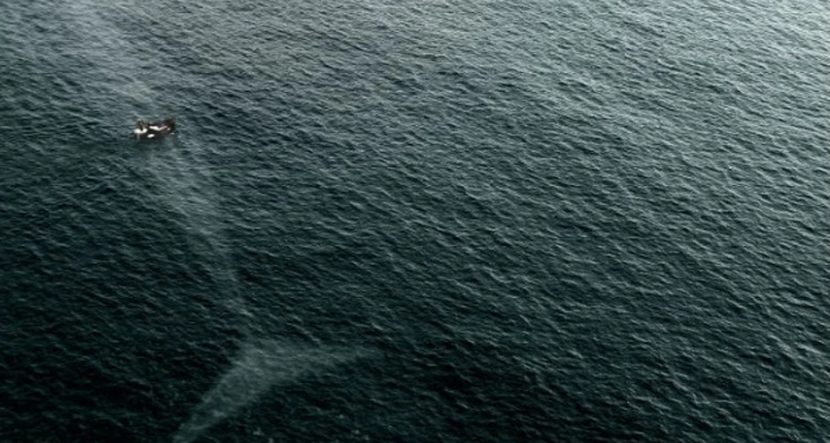 10 fotos que te harán dudar de nadar en el mar