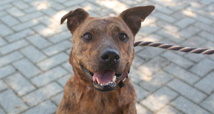 Las preocupantes razones para nunca adoptar un Pit Bull